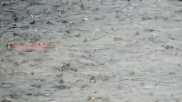 Des gouttes de pluie tombent sur une flaque d'eau un jour de pluie grise . — Video