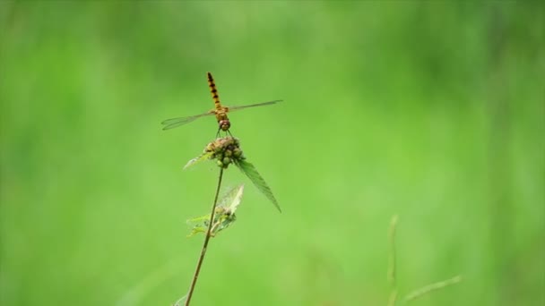 Libelle auf einer Blume mit einem schönen grünen Bokeh Hintergrund — Stockvideo