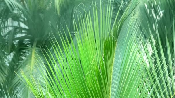 Closeup kokosových palem listy