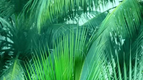 Liści palmy kokosowe zbliżenie — Wideo stockowe
