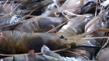 Balık pazarı içinde