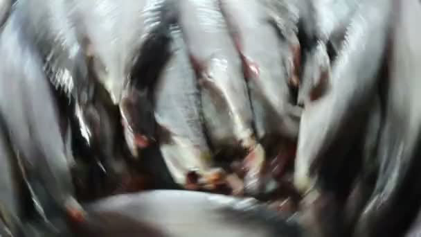 Pesce sul mercato — Video Stock