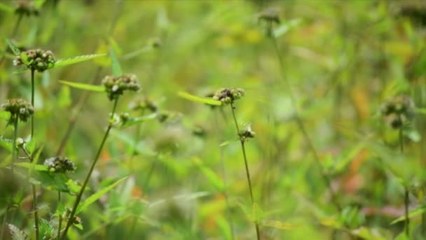 Virág, egy szép zöld bokeh háttér — Stock videók