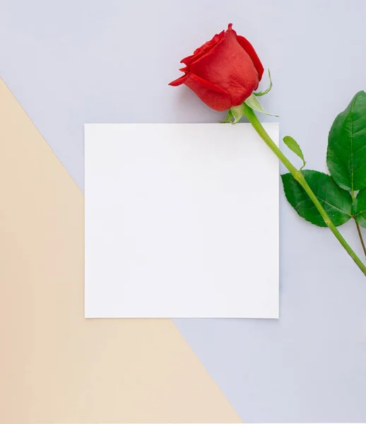 幾何学的なバレンタインデーカードと赤いバラのミュートブルーとピンクの色と正方形のコピースペース — ストック写真