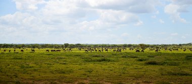 Afrika 'da Safari - Büyük Antilop göçü, bufalo sürüleri