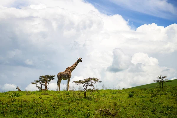Giraffe Safari Afrika — Stockfoto