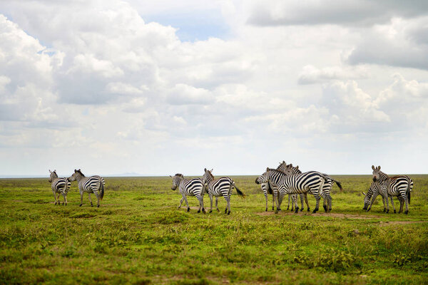 Herds of Zebras on Safari in Africa