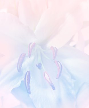 Lily çiçek arka plan, pastel mavi ve pembe renkler