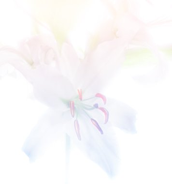 Lily çiçek arka plan, pastel mavi ve pembe renkler