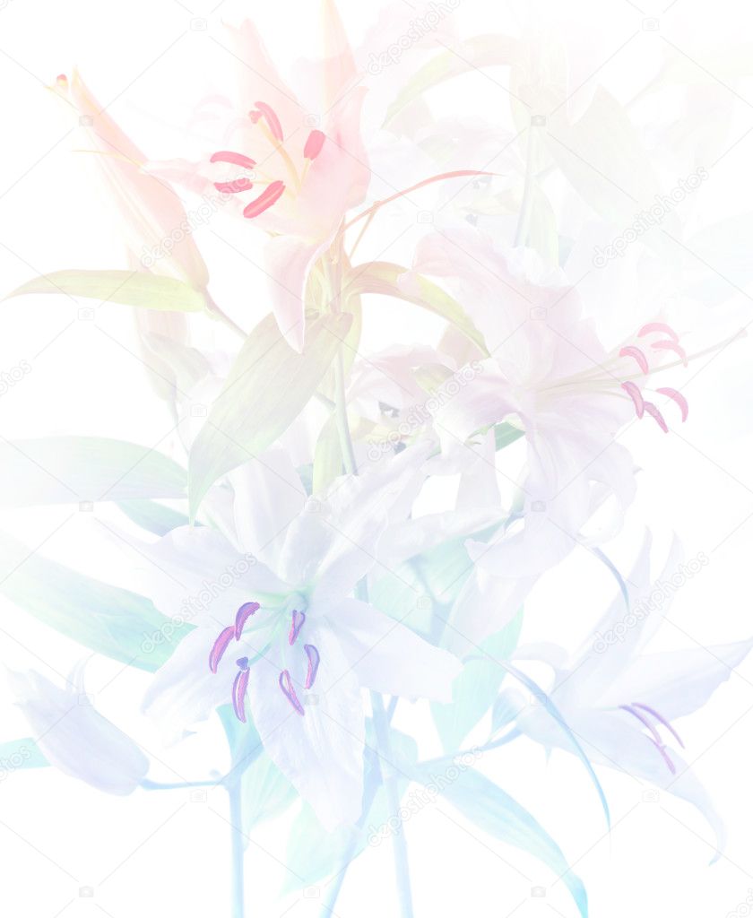Lily Flower Background Pastel Blue And Pink Colors Stock Photo