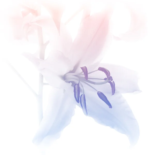 Κρίνος λουλούδι φόντο, χρώματα παστέλ ροζ και μπλε — Φωτογραφία Αρχείου
