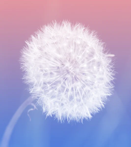 Flor de dente de leão sobre fundo rosa e azul — Fotografia de Stock