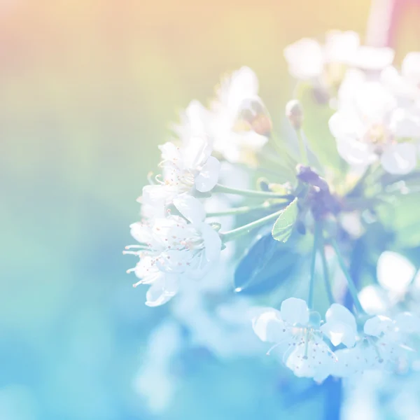 明るい背景で apple の花の花を春します。 — ストック写真