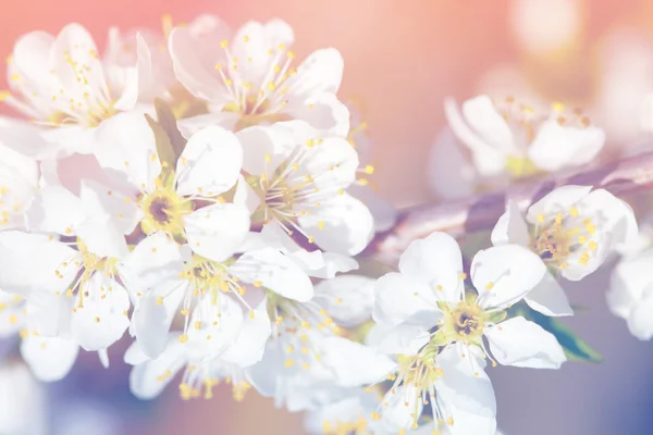 Flores de flor de manzana de primavera sobre un fondo rosa claro — Foto de Stock
