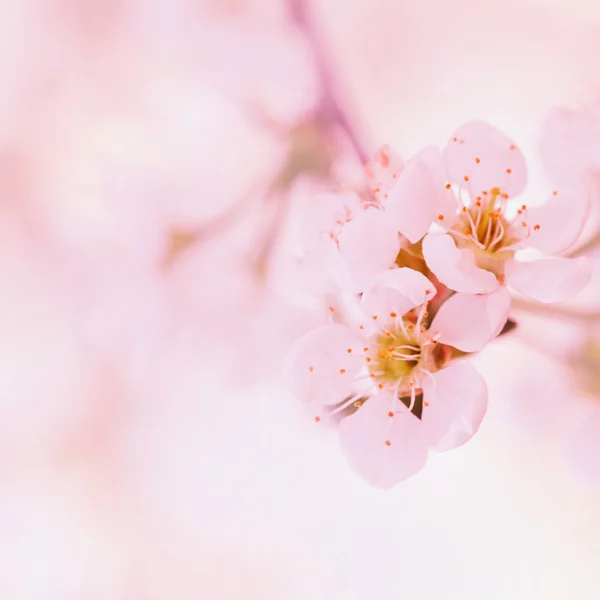 Spring apple blossoms flowers — Stock Photo, Image