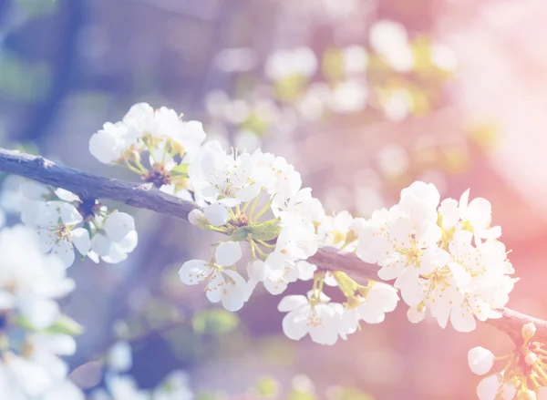 Flores de flor de manzana de primavera — Foto de Stock