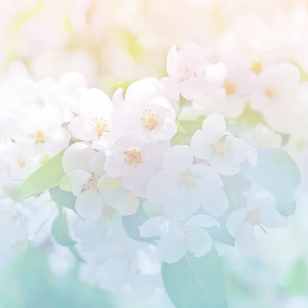 Spring apple blossom flowers — Stock Photo, Image