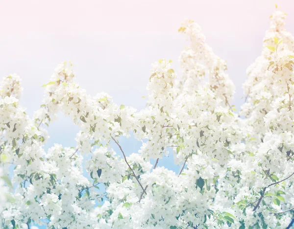 Весенние цветы яблони — стоковое фото