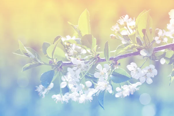 明るい背景で apple の花の花を春します。 — ストック写真