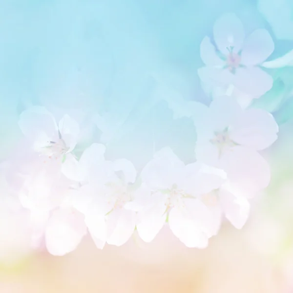 Frühling Apfelblüte Blumen über einem hellen Hintergrund — Stockfoto