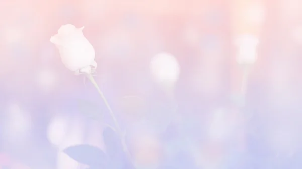 Růže květ růžové a modré boho styl pozadí — Stock fotografie