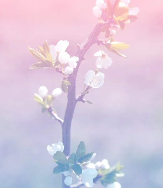 Весенние цветы яблони на светло-розовом фоне — стоковое фото