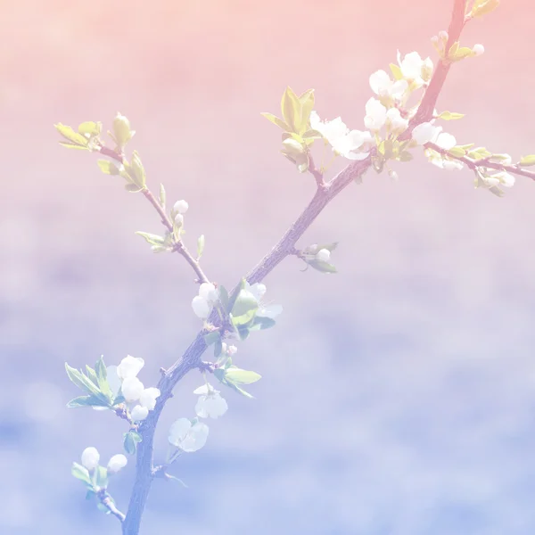 Весняні квіти розпускаються на світло-рожевому фоні — стокове фото