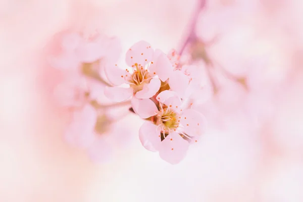 Spring apple blossoms flowers — Stock Photo, Image