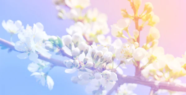 Frühling Apfelblüte Blumen über einem hellrosa Hintergrund — Stockfoto