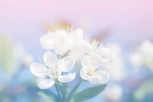Frühling Apfelblüte Blumen über einem hellrosa Hintergrund — Stockfoto