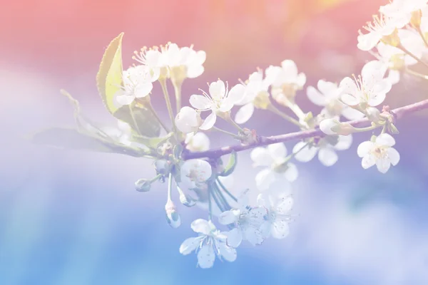 Spring apple blossom flowers over a light pink background — Stock Photo, Image