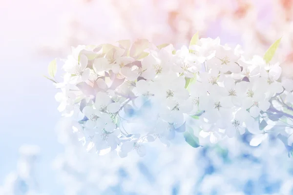 Jarní květiny apple květy světle růžové pozadí — Stock fotografie