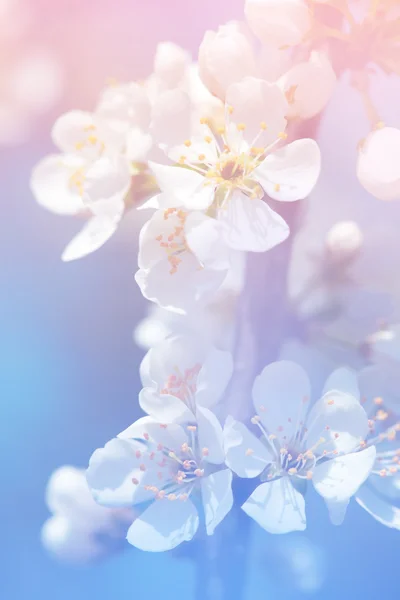 Primavera fiori di melo su uno sfondo rosa chiaro — Foto Stock