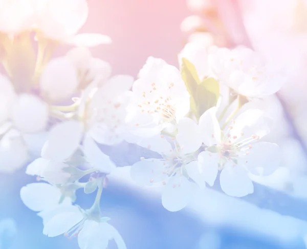 Flores de flor de manzana de primavera sobre un fondo rosa claro — Foto de Stock