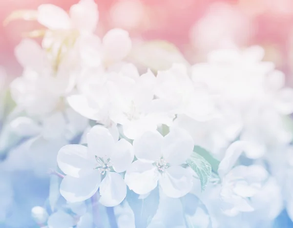 Primavera fiori di melo su uno sfondo rosa chiaro — Foto Stock
