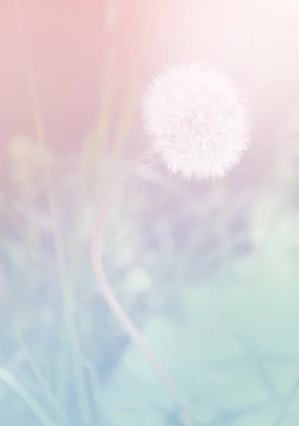 Dandelion flower over pink and blue background