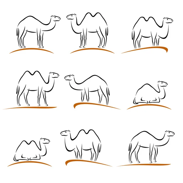 Conjunto de camellos. Vector — Archivo Imágenes Vectoriales