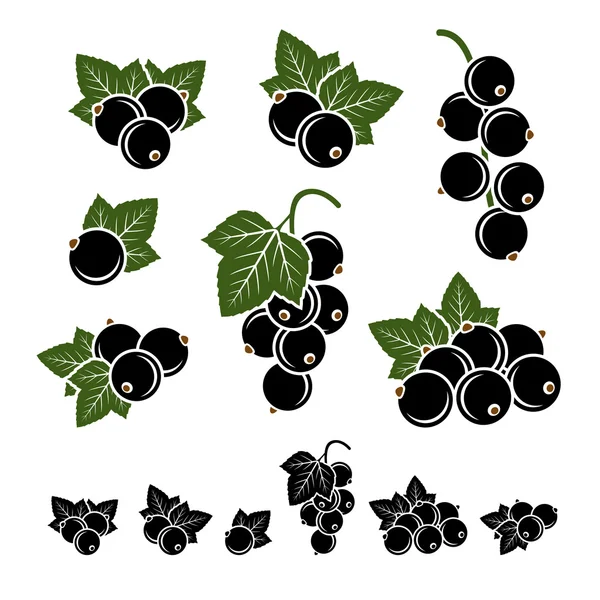 Set de grosellas negras. Vector — Vector de stock