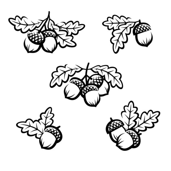 Acorns set. Collection icon acorns. Vector