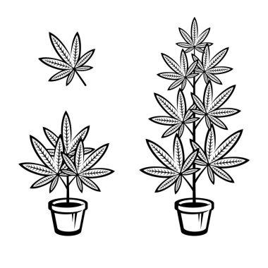 Esrar, marihuana seti. Koleksiyon kenevir simgeleri Vektör illüstrasyonu