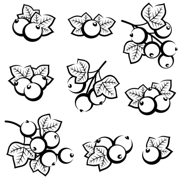 Black Currant Set Collection Icons Black Currant Vector Illustration — Stock Vector