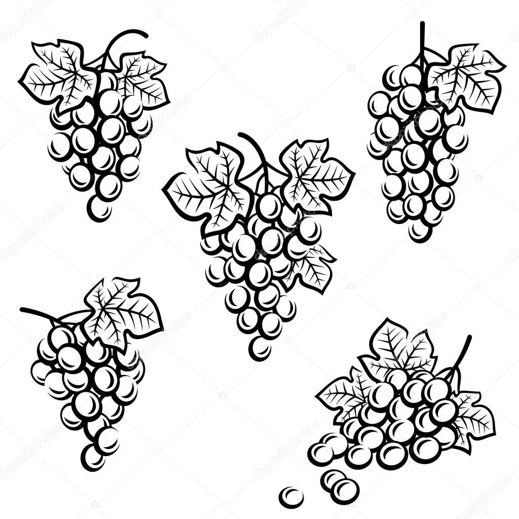 Grapes set. Collection icons grapes. Vector illustration