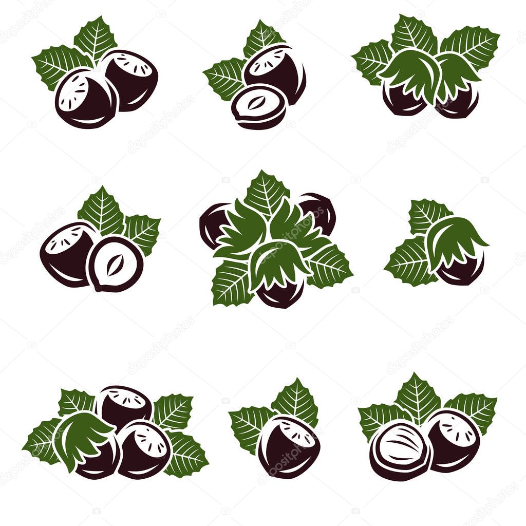 Hazelnut nuts set. Collection icon hazelnut nuts. Vector illustration