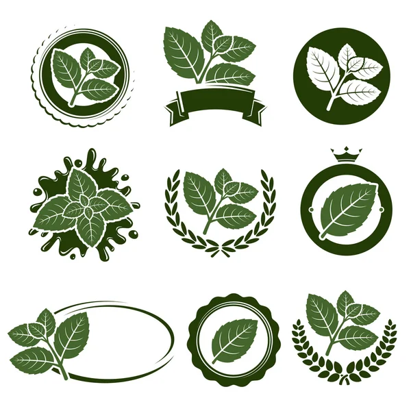 Ετικέτα σύνολο φύλλα μέντας — Διανυσματικό Αρχείο