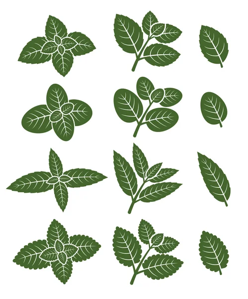 Ensemble d'étiquettes de feuilles de menthe — Image vectorielle