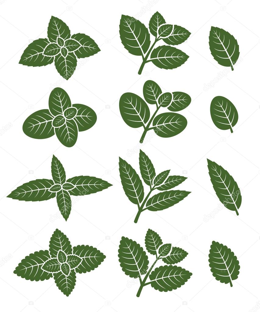 Mint leaves label set