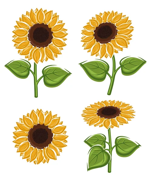 Gelbe Sonnenblume — Stockvektor
