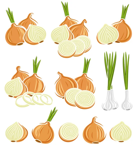 Colorful Onion set — Stock Vector