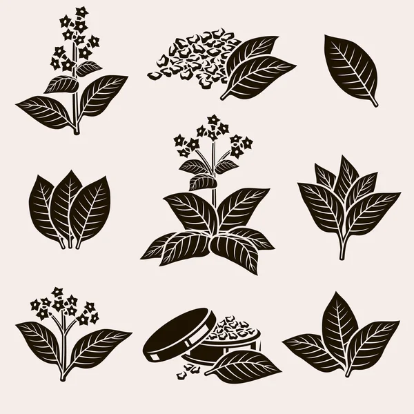 Tobacco leaf set — Stock Vector