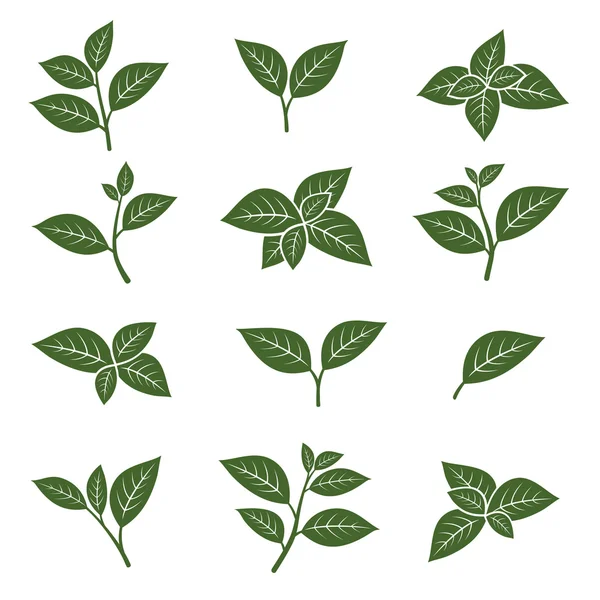Colección de hojas de té verde conjunto — Vector de stock